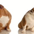 他の犬と仲良くでき…