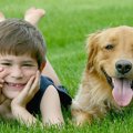 犬が人間の子供に与…
