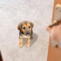 『留守番が嫌いな犬…
