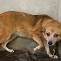 倉庫に放置された犬…