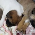 自宅の庭で遊ばせて…