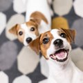 犬が散歩前に暴れる…