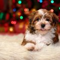 愛犬と過ごすクリス…