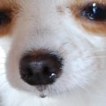 犬の春先の痒み・鼻…