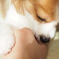 愛犬からの『愛情が…