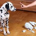 犬への罰として「ご…