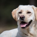 愛犬は何グループ？…