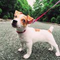 ドッグレスキュー！…