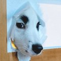 障子が…っ！ご飯の気…