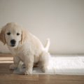 犬がしていたら『超…