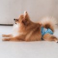『発情期の犬』がみ…