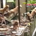 犬猫殺処分ゼロに！…