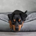 犬の寝床にしてはい…