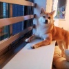 中型犬の魅力4つ！忠…