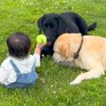 赤ちゃんと2匹の犬が…