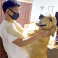 大型犬と『3ヶ月ぶり…