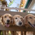 大型犬の人気犬種ラ…