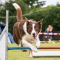 犬が張り切るのはど…