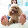 犬の『寝場所』で飼…