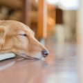 「今、室内犬が危な…