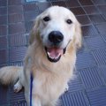 海外の老犬ホーム ～…