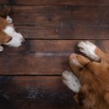 愛犬が家中のものを…
