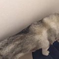 寝起きのシベリアン…