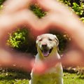 犬のサイズと飼い主…