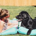 犬に日差しを浴びさ…