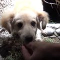 プレゼントされた犬…