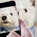 犬がスマホのカメラ…