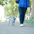 犬が散歩ではしゃい…