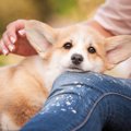 犬が好みやすい『飼…