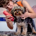 犬のトリマーやトレ…