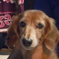 私と愛犬うずらの闘…
