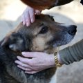 犬の飼育放棄　実際…