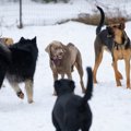 犬がしっぽを振って…