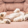 犬は「体型」によっ…