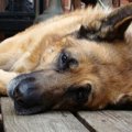 あなたが原因？愛犬…