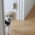 犬と梅雨の時期にお…