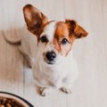 犬が『ご飯の要求』…
