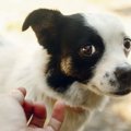 犬に体罰を絶対にし…