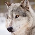 オオカミが犬になっ…