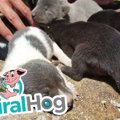 母犬が排水溝で出産…