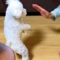 犬を初めて『実家』…