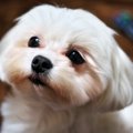 犬がひたすら飼い主…