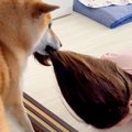 ヘアゴムを付けたら…