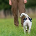 犬に「オイデ」を教…