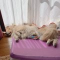 愛犬あるある！『犬…