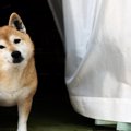 犬が『首をかしげる…